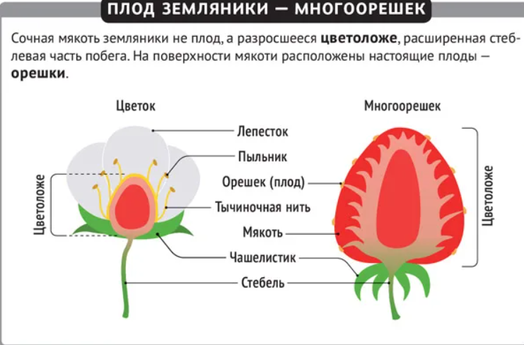 Цветок и плод 6 класс. Строение плода клубники. Строение плода земляники. Строение ягоды земляники. Земляника Лесная строение