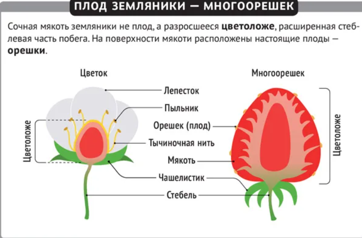 Схема строения клубники