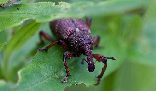    Долгоносик. Фото: shutterstock.com