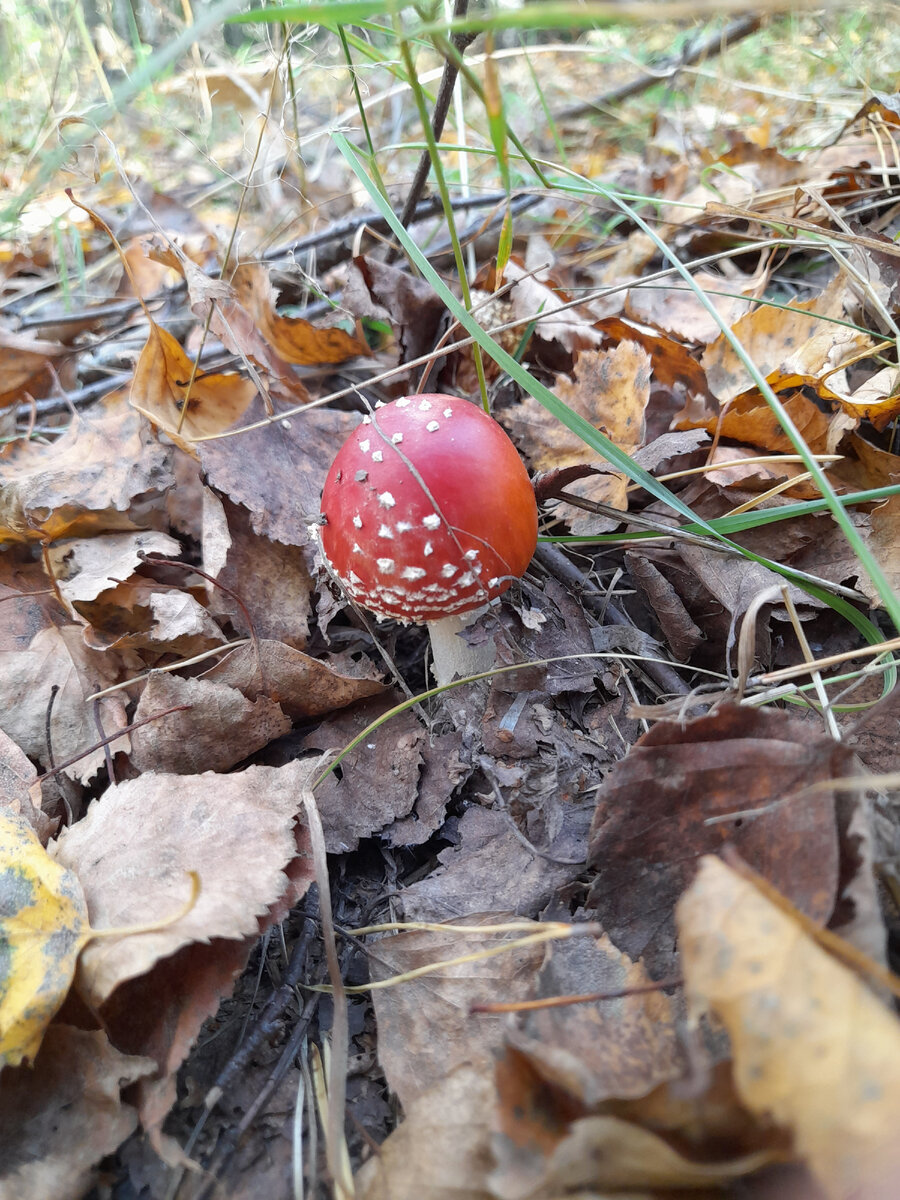 Он прекрасен. Фото автора 