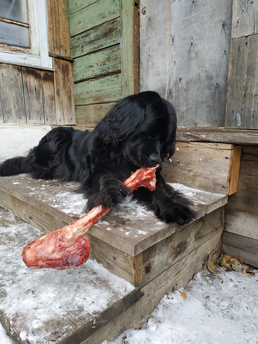Ньюф Мира с косточкой!