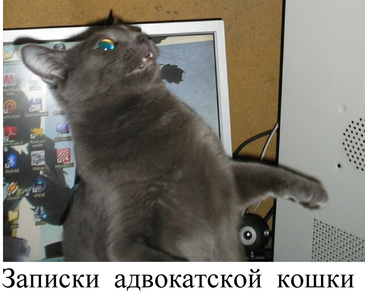 Кошка Пуша у монитора хозяйского компьютера: "Это мой компьютер, я еще новости не прочитала".