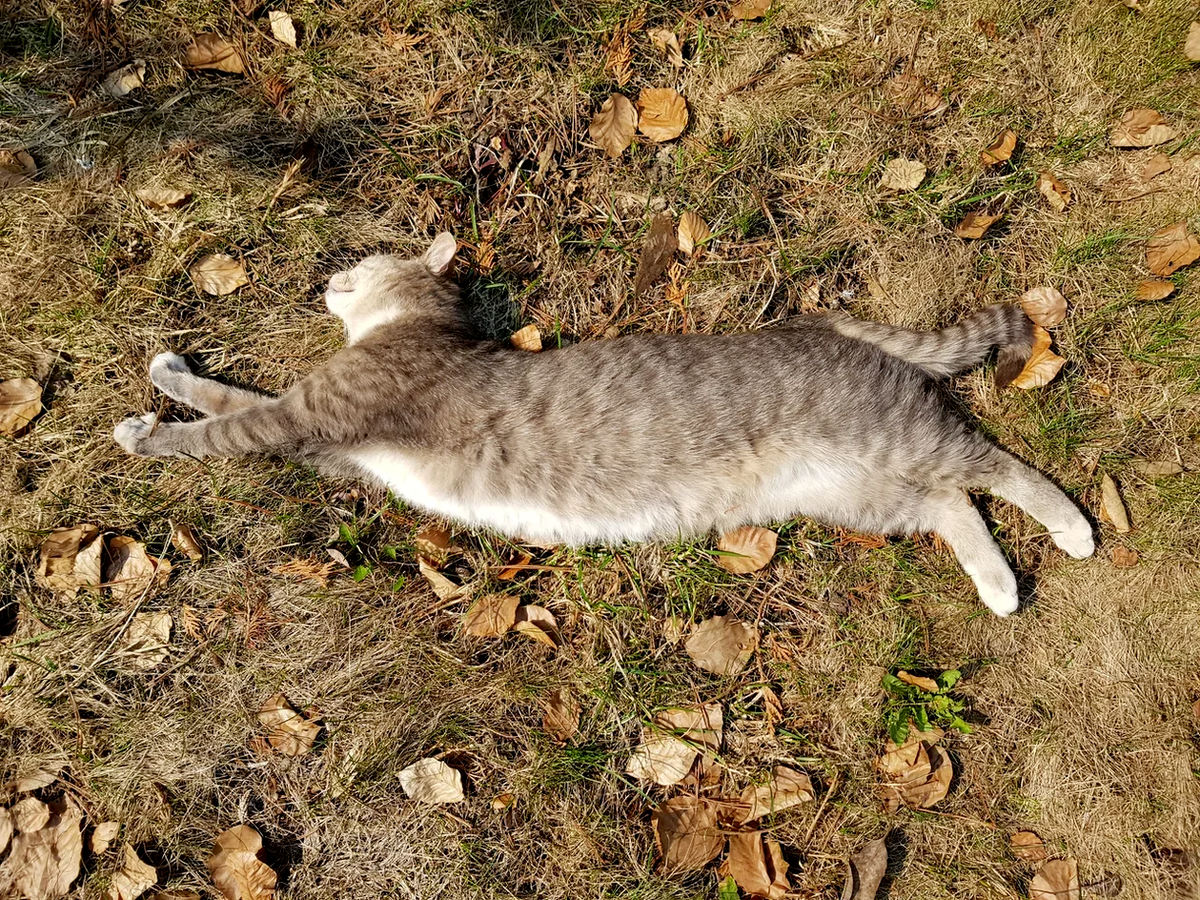 Ревнивая Маруся 😼 Про кошку, у которой 