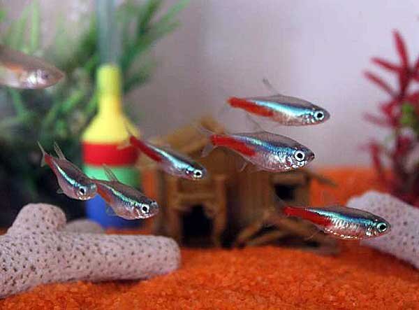 Источник фото: dreamaremyreality.blogspot.com