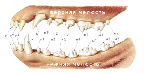 Так выглядит челюсть у собаки без отклонений