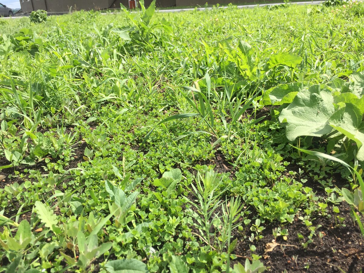 Сорняки несоизмеримо больше ростков белого клевера. Спустя 30 дней после посадки (в чистую землю) 