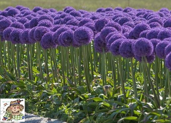 Стройные ряды суворовского лука.