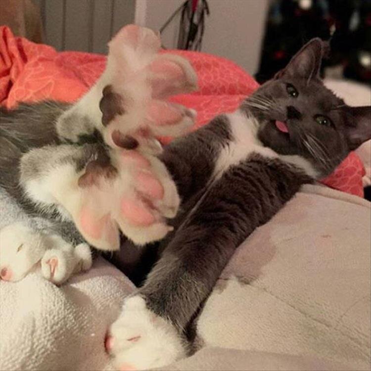 сложно поверить, но этот котик никогда не использовал пемзу