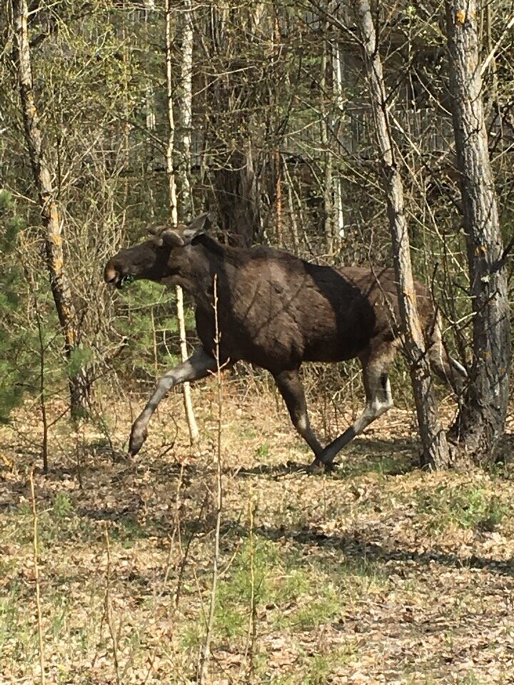 Лось в Припяти