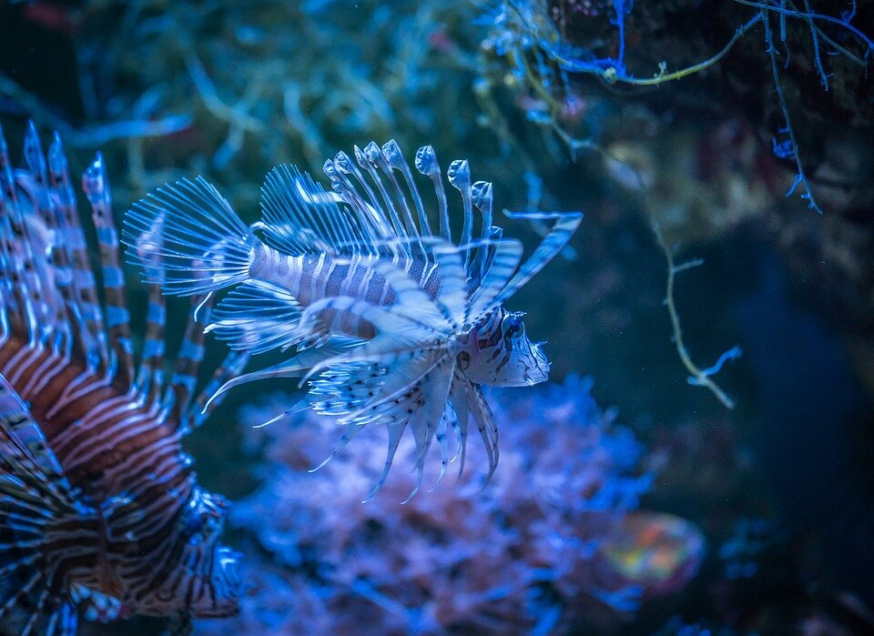 Подводный мир полон таинственности!