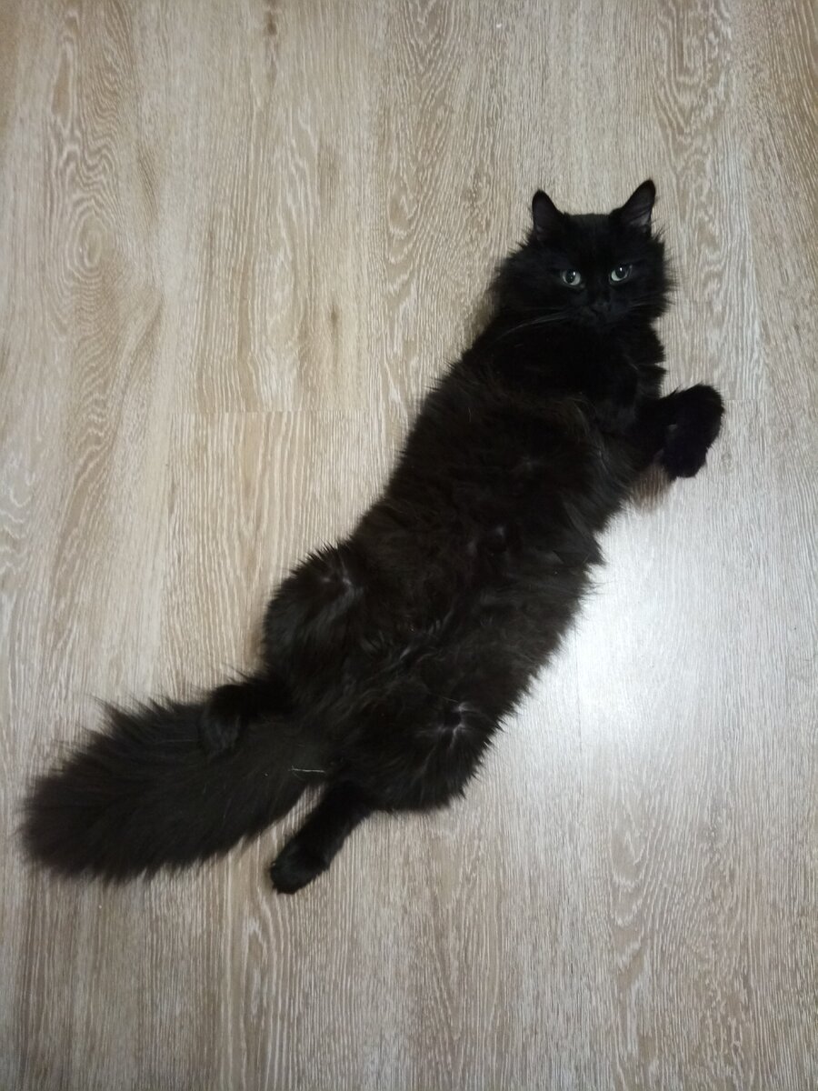 Кунжут