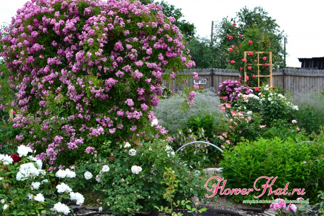 https://flowerkat.ru/katalog-sortov/rozy/pletistaya-roza-vartburg-opisanie-sorta