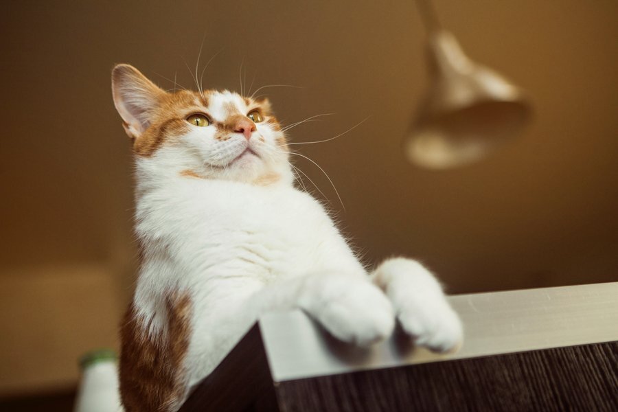 Нихачу-нибуду (орфография авторская)