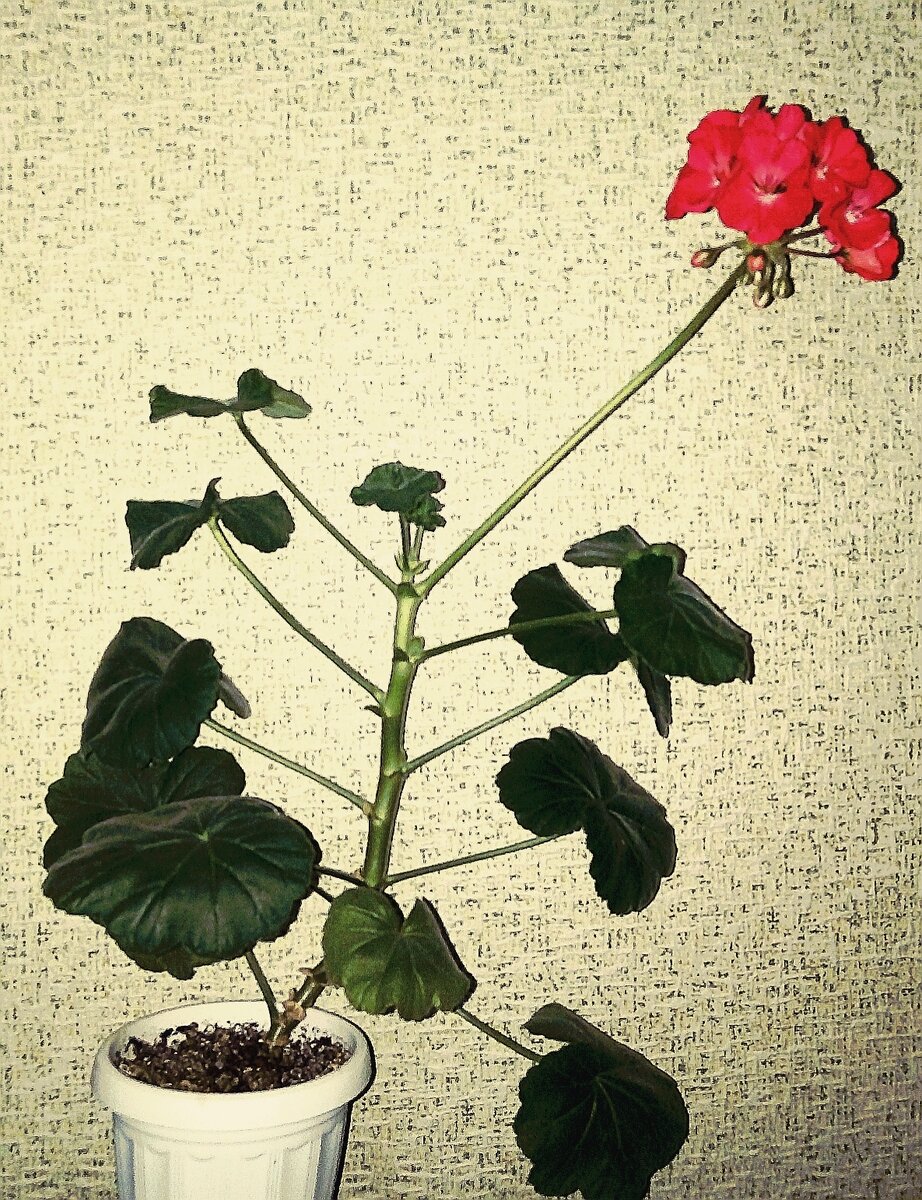 герань вытянулась