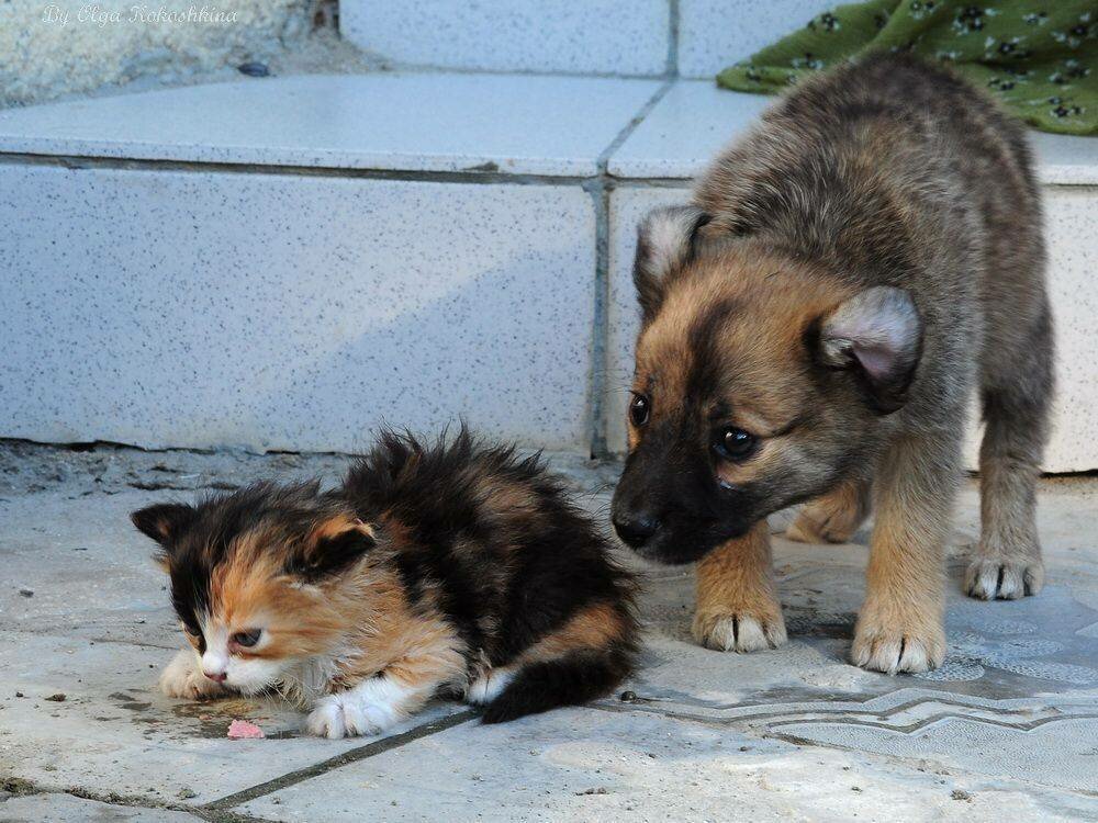 Источник: Яндекс. Картинки