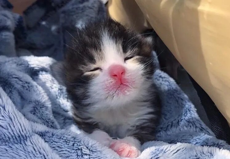 Фото: Chatons Orphelins Montréal