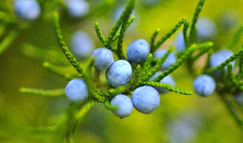 Фото: pixabay.com