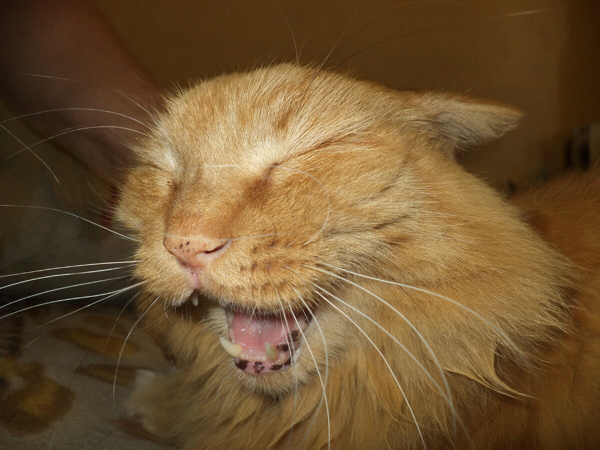 Я  умею синхронно фырчать и мурчать. Может, я Цезарь? 