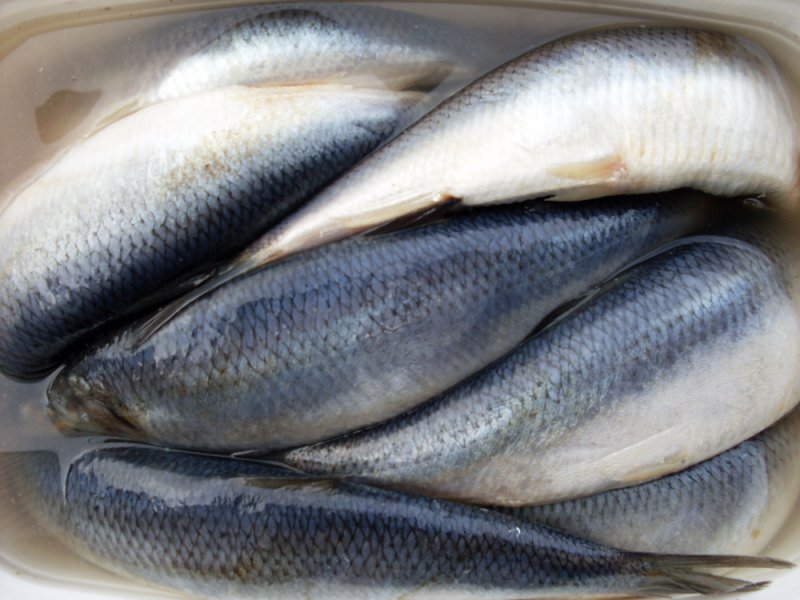 Великолепные рецепты засолки сельди, которые подходят для скумбрии или другой рыбы