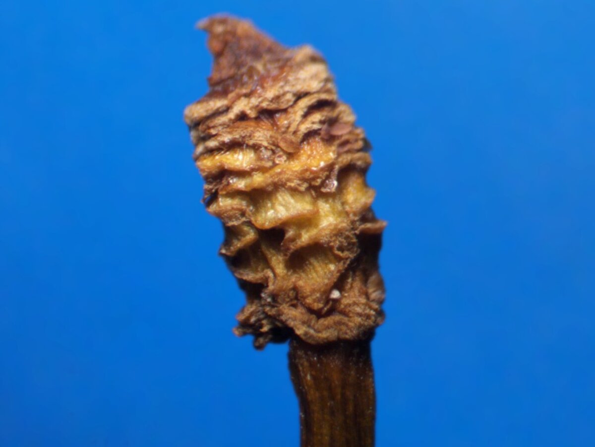 Похоже на ананас или шишку.