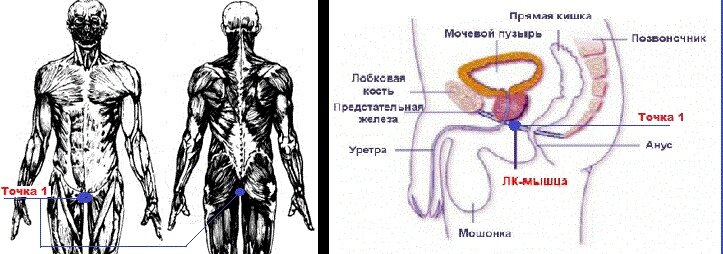 Точка 1. Центр группы ЛК мышц