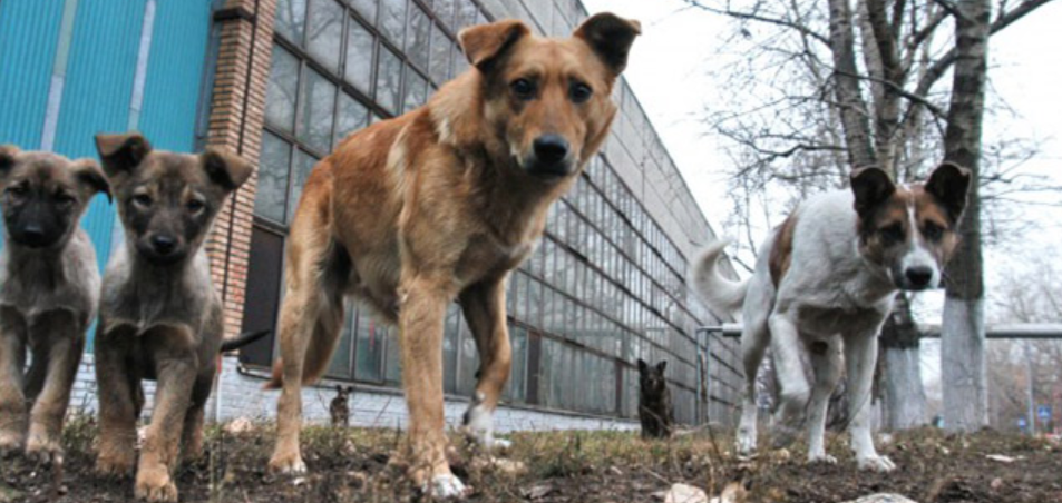 фото из сети Интернет