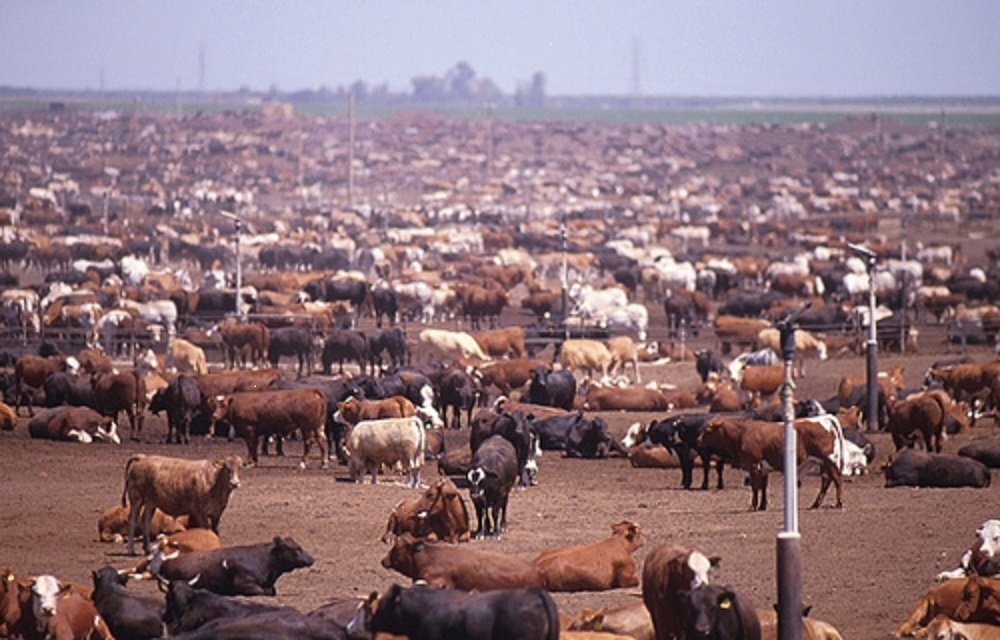 Промышленное животноводство в США