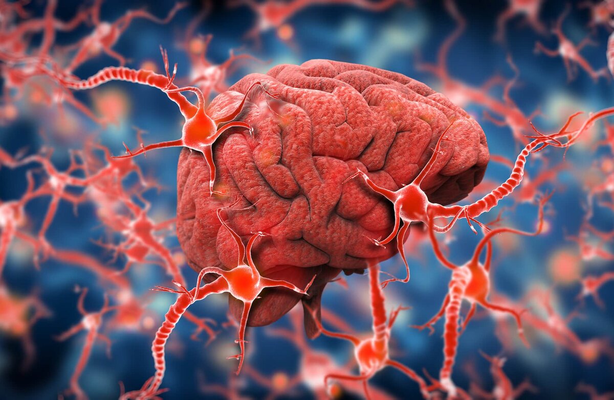 Интересное о мозге человека. Нейроны головного мозга. Сосудистые клетки головного мозга. Мозг и нервная система.