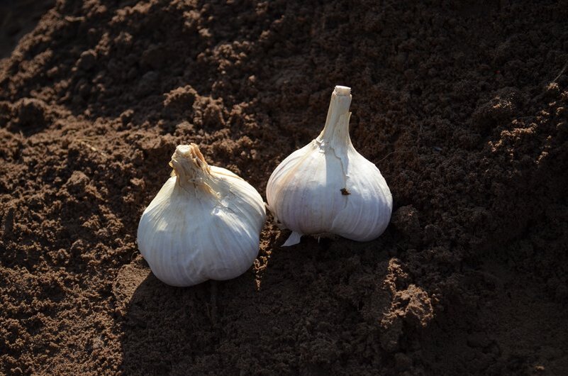 Подготовка почвы перед посадкой чеснока.