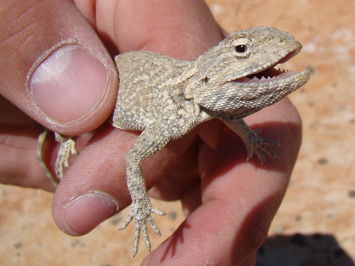 Степная агама (лат. Trapelus sanguinolentus)