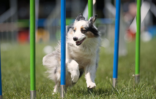 Dog Joint Health  Trump card sports dogs?