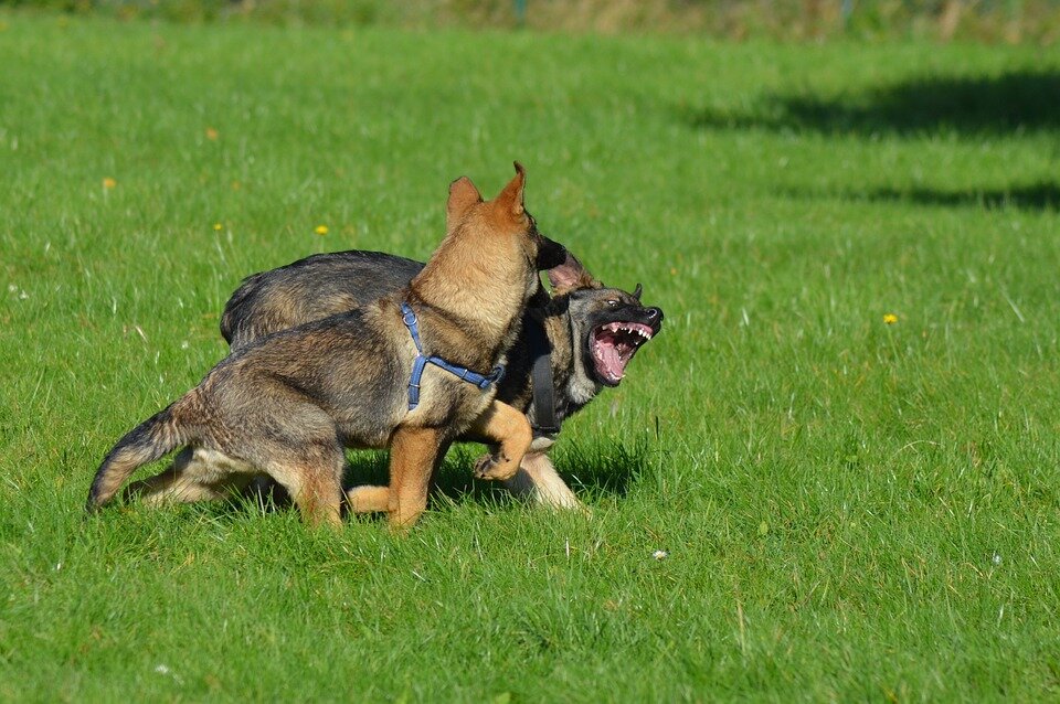 https://cdn.pixabay.com/photo/2018/03/09/16/06/shepherd-dogs-3211859_960_720.jpg