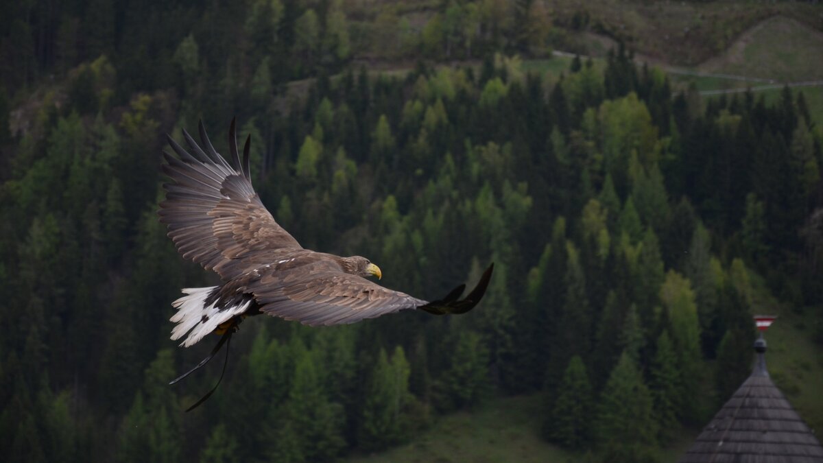 Стела «Парящий орел» в Анапе