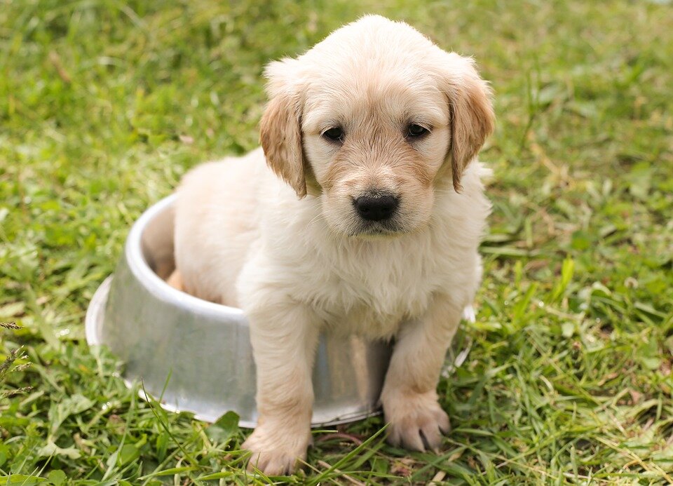 https://cdn.pixabay.com/photo/2016/02/18/18/37/puppy-1207816_960_720.jpg