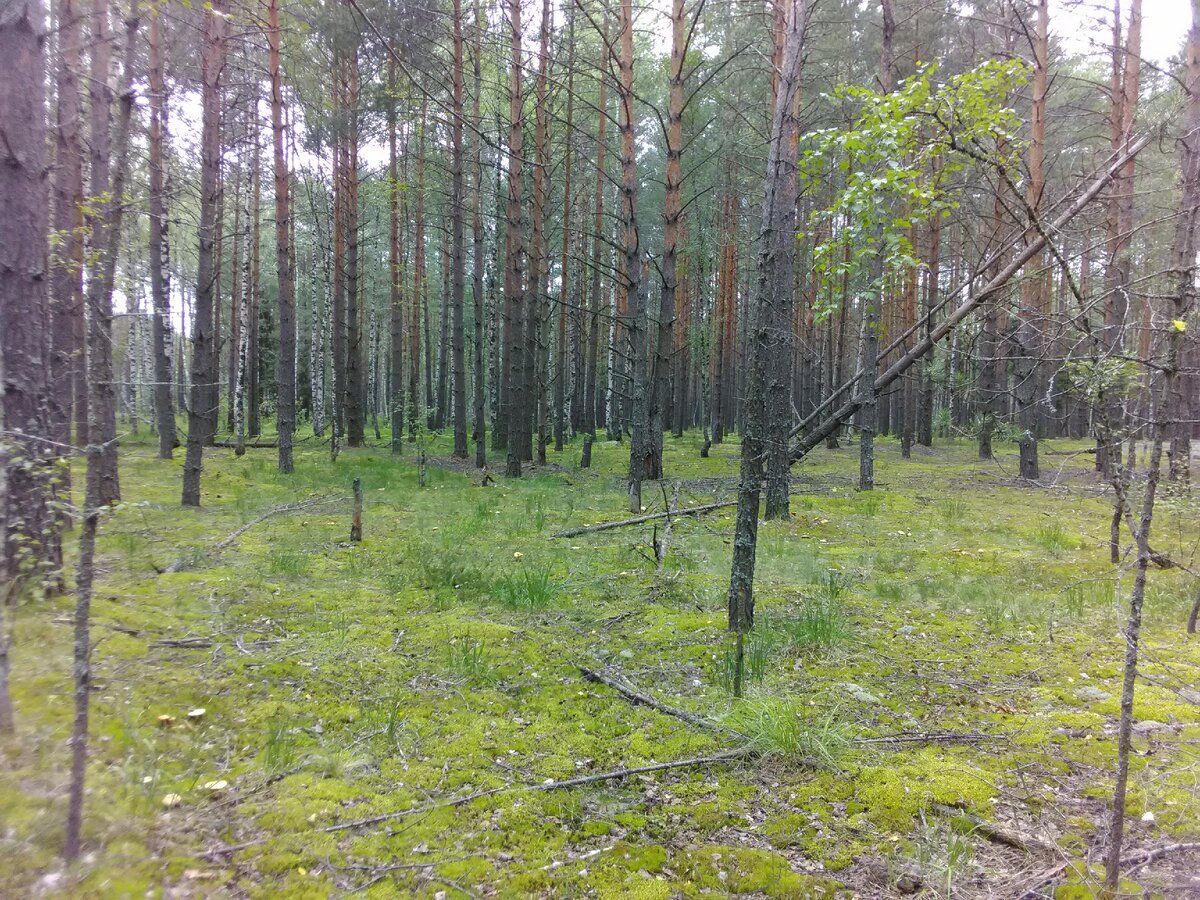 Фото автора ДАЧА в ЛЕСУ