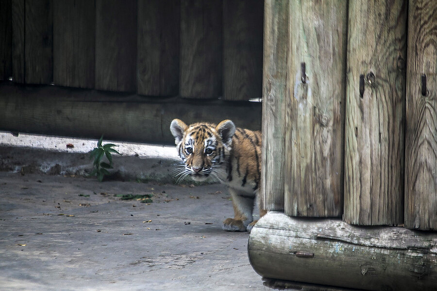 Сергей Карпухин/ТАСС