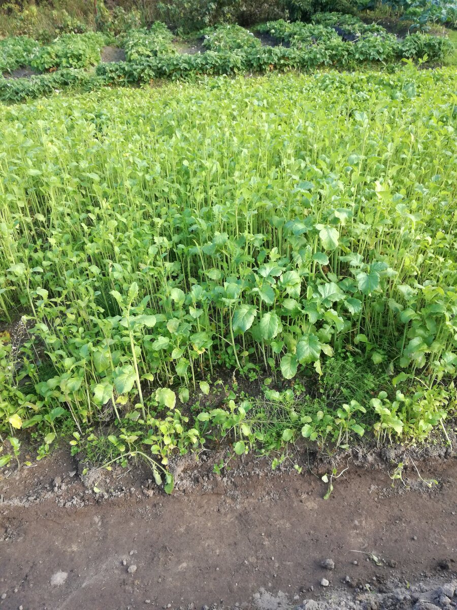 Горчица белая на месте картофельной делянки 2019 года