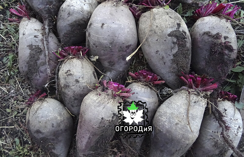 Урожай свеклы Волшебницы 2019