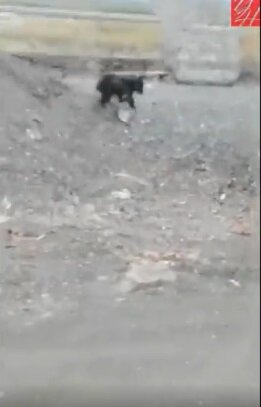 Кадры из видео с сайта газеты "Углегорские новости".
