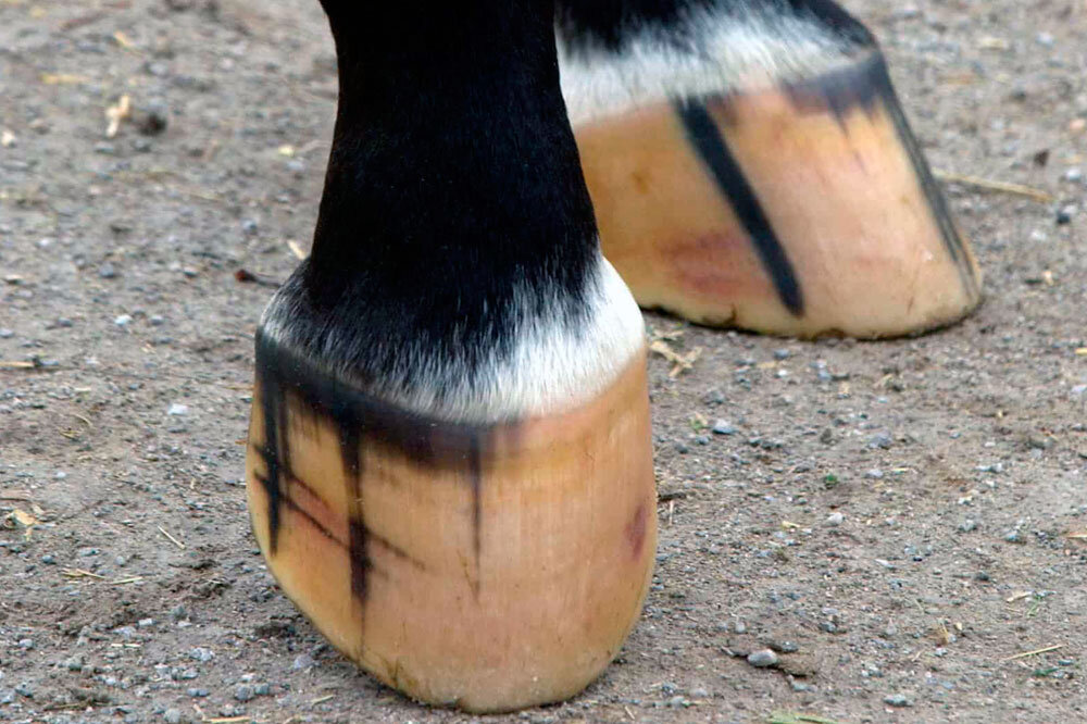 Овечье копыто...