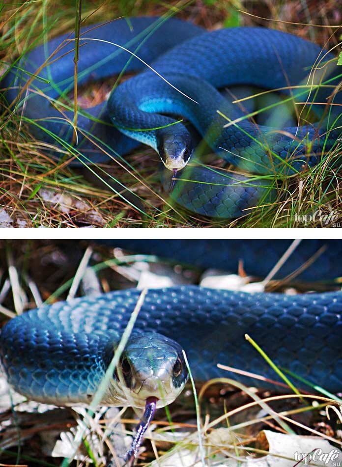 Синяя змея. Синий гонщик / Blue Racer Snake. Змея Blue Racer. Синий полоз. Голубые змеи.