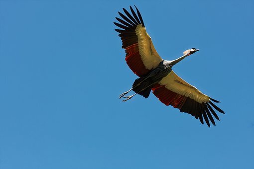 https://cdn.pixabay.com/photo/2018/08/05/22/27/bird-park-walsrode-3586562__340.jpg