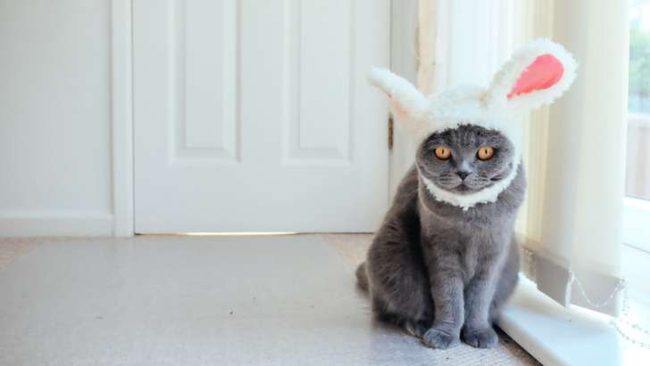 Фото взято из открытого источника