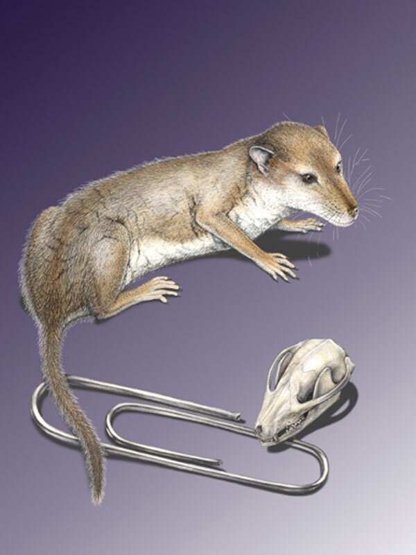 Яндекс.картинки