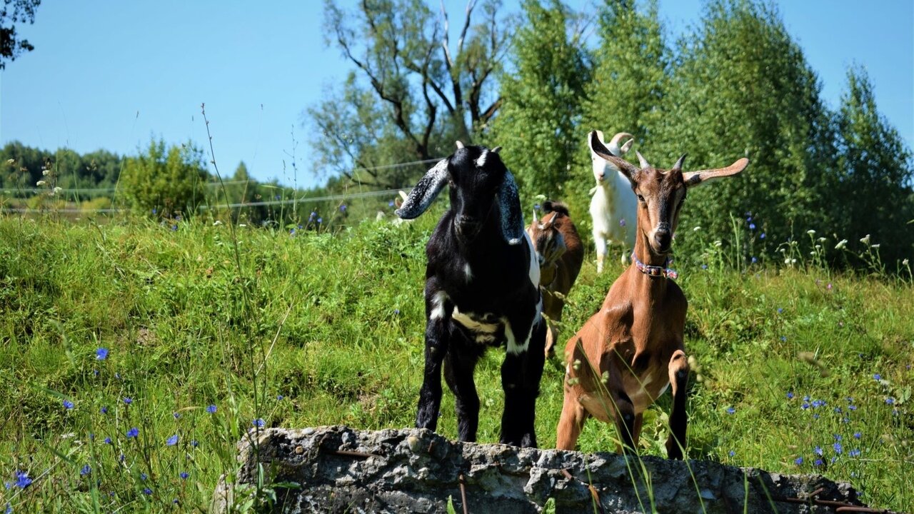 Усадьба белая лошадь на дзене последнее
