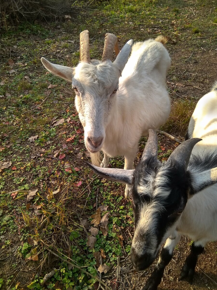 Козы - двигатель прогресса. Без них я вакуумизатор не приобрела бы, а зря.