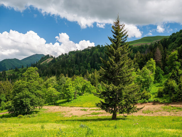 Бакуриани Грузия летом