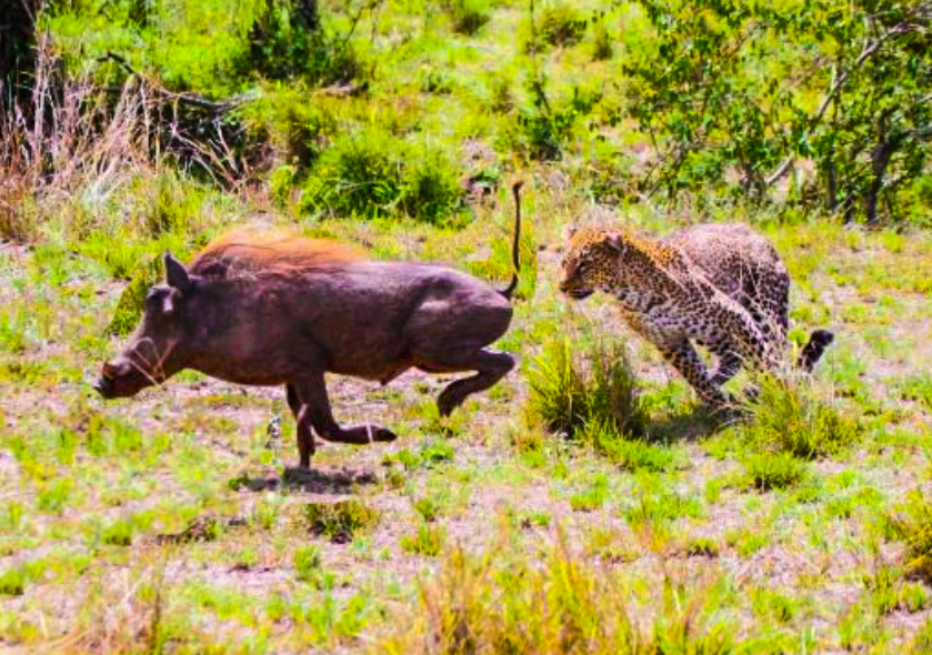 Не дать уйти и вовремя поймать!
