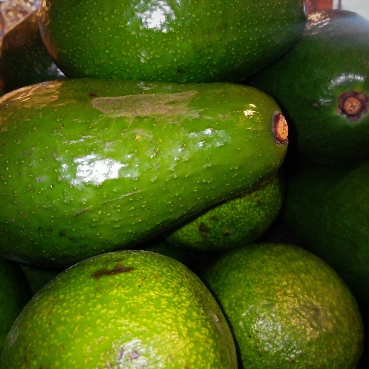 Сорт Зутано авокадо