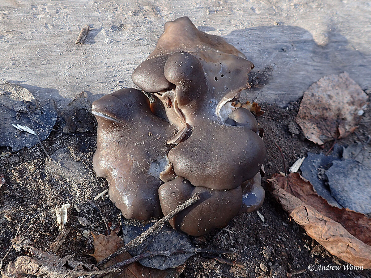 Лесные грибы Воронежской области